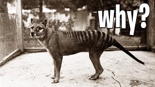 The Tasmanian Tiger Keeps Getting Sighted In Australia [upl. by Brozak]