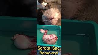 Scrotal Ablation Surgery Scrotal Abcess amp Pendulous Scrotum Very painful Condition [upl. by Alecia]