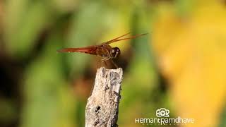 dragonfly with natural sounds [upl. by Olonam]