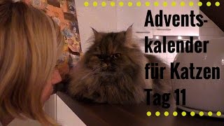 Adventskalender für Katzen Tag 11 [upl. by Hgielsel446]