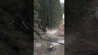 Machine makes quick work of timber loggingequipment working heavyequipment machinery logger [upl. by Nodnart]