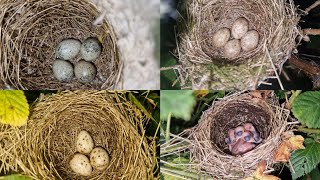 July Is For Warblers Bird Nest Walk  Garden Warbler  Blackcap  Whitethroat and MORE [upl. by Windham820]