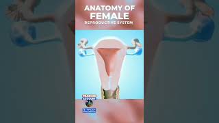 Anatomy of female reproductive system [upl. by Ramak284]