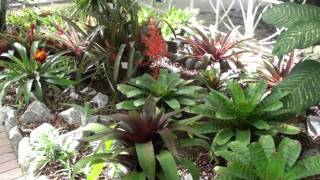 3º BromeliaRIO [upl. by Macdonell806]