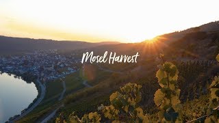 Mosel Harvest at Staffelter Hof [upl. by Ardell]