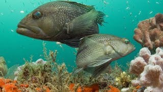 Mahi and Seabass Catch Clean Cook Traditional Fijian style Ika Vakalolo [upl. by Erdnaek]