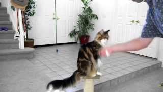 Maine Coon  Cool Cat Tricks [upl. by Drona956]