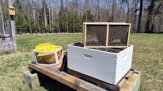 Installing a Package of Honey Bees into an Old Hive [upl. by Cinda491]