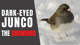 DARKEYED JUNCOS – Fun Facts about their Winter Habits [upl. by Aniar]