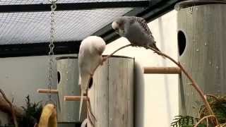 Budgies in our aviary  Grasparkieten in onze voliere Juli 2015 [upl. by Eniwtna159]