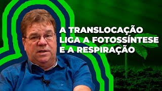 Translocação de fotoassimilados no floema da FONTE para o DRENO  Prof Dr Ricardo Kluge [upl. by Noonberg138]