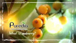 What is Seaberry Seabuckthorn [upl. by Arnaldo]