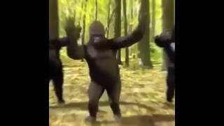 Harambe Dance Tribute [upl. by Omor]