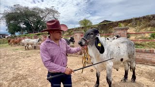 Así es Rancho San Juan Creadores De Ganado Brahmán Rojo Americano Y Sardo Negro rancho sanjuan [upl. by Erdua409]