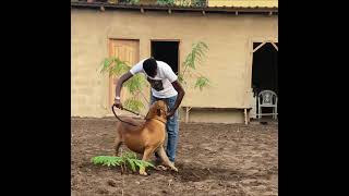 South African Mastiff The Boerboel [upl. by Diehl]