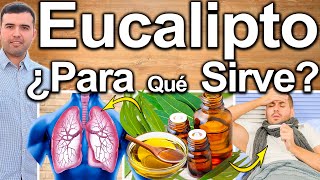 ACEITE DE EUCALIPTO PARA TODO  ¿Para Qué Sirve  Beneficios Y Contraindicaciones Para Tu Salud [upl. by Nhor]