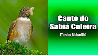 133  O Canto do SABIÁ COLEIRA Turdus Albicollis Bird Song  White Necked Thrush [upl. by Llerrehc]