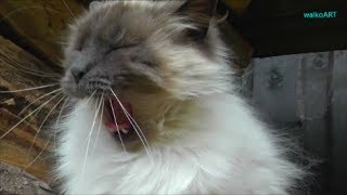 Birmakatze gähnt Birman cat yawns  The big yawn  Das große Gähnen  So cute amp funny [upl. by Hill]