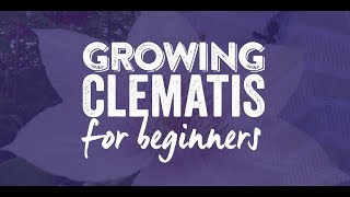 How to grow a Clematis [upl. by Thebault]