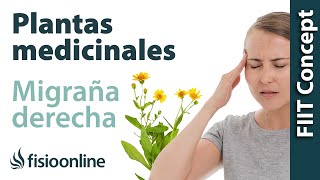 Cefalea y migraña o dolores de cabeza derechos  Plantas medicinales y remedios naturales [upl. by Femi]