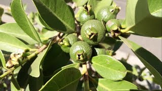 Araçá amarelo Psidium Planta para Abelhas Nativas [upl. by Nodlew]