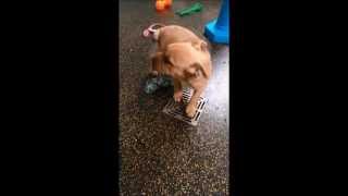 Dogs Trust Loughborough Puppy kisses and playtime [upl. by Sallie520]