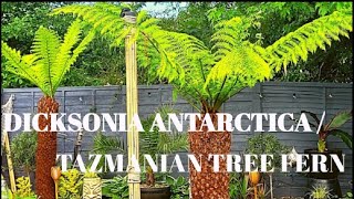 DICKSONIA ANTARCTICA  TAZMANIAN TREE FERN GROWING IN TROPICAL GARDEN UK [upl. by Namar579]