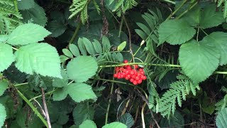 Trap Grounds nature reserve Oxford August 27th 2024 [upl. by Ralston]