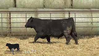 Lot 77 SC Clarity 32L [upl. by Mailliwnhoj]