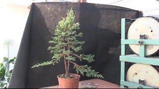 Cómo hacer un bosque bonsai  Árbol principal [upl. by Lirpa550]