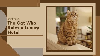 How This Cat Became the Star Attraction In A 5Star Hotel [upl. by Roleat]