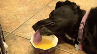 The LAZIEST Pets 😪  FUNNY Cat and Dog Videos [upl. by Alleul]