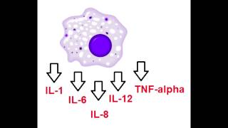 Cytokines  IL1 IL6IL8 IL12 amp TNFalpha  Secreted by macrophages [upl. by Neyu803]