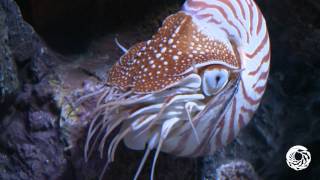 The Chambered Nautilus A Living Link With the Past [upl. by Annaiviv]