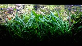 Limia perugiae in a community tank  feeding time [upl. by Krefetz]