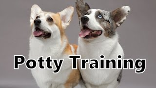 How To Potty Train A Corgi Puppy  Corgi House Training Tips  Housebreaking Corgi Puppies Fast [upl. by Alejna]