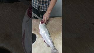 Cleaning farmed salmon [upl. by Llenrahc]