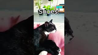 Snoez de poes CuteCat CatLife PetsofYouTube FunnyCats Caturday Meow CatLovers shorts [upl. by Saltsman]