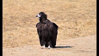 Cinereous Vulture 禿鷲 [upl. by Alam]