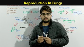 Reproduction in Fungi  Vegetative Asexual and Sexual Reproduction in Fungi [upl. by Eenahpets651]