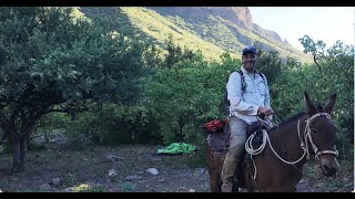 Plant Rediscoveries in Baja California and Discoveries in San Diego with Jon Rebman [upl. by Ennaer]