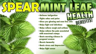 6 Amazing Health Benefits Of Spearmint  Spearmint  Tips Sharing [upl. by Siward]