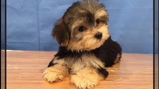 Cute Morkie puppies [upl. by Willin453]