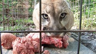 How to Feed 100 BIG CATS [upl. by Brant]