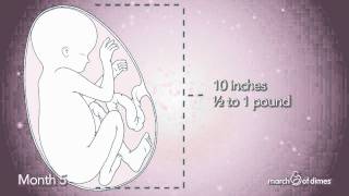 How Your Baby Grows Month 5 [upl. by Edme]