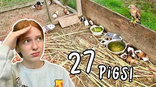 RESCUING 27 GUINEA PIGS LIVING OUTSIDE [upl. by Ecnesse]