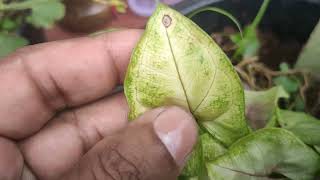 Arrowhead Plant Leaves Turning Brown  Problems and Tips to Resolve [upl. by Bondie]