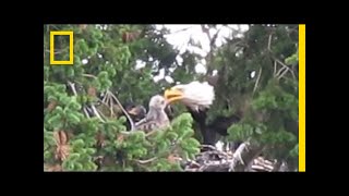 Usually Enemies Bald Eagles Adopt RedTailed Hawk Chick  National Geographic [upl. by Aivalf579]