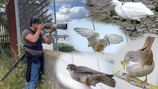 Crossness Nature Reserve mini vlog 16th June Canon R7 amp RF 200800mm Peregrine Falcon Whitethroat [upl. by Llezniuq]