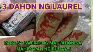 3 DAHON ng LAUREL  Gawin BUKAS Ng LUNES  UPANG MAKAPASOK ANG SWERTE AT PERA TULOYTULOY [upl. by Hcirdla]